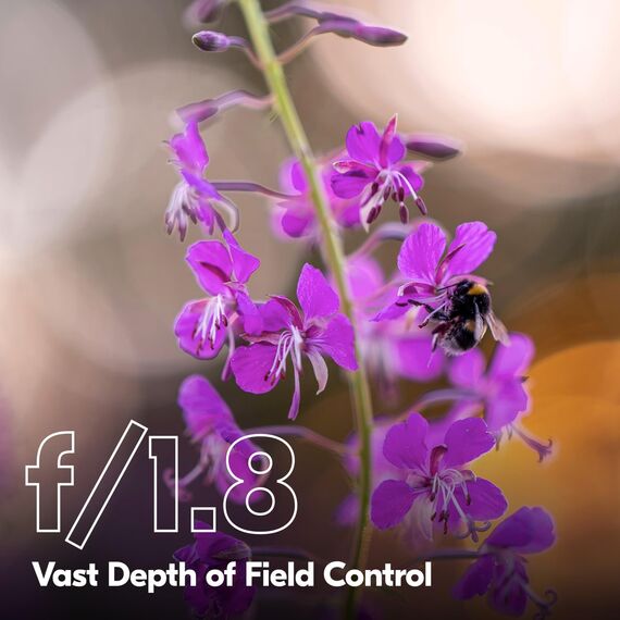 Nikon Z 135mm F/1.8 S Plena