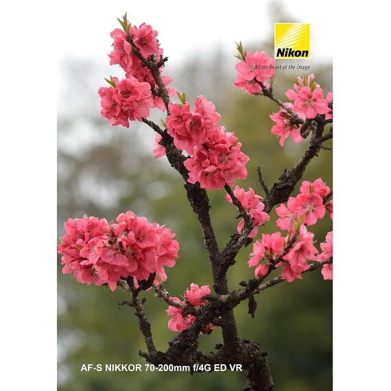 Nikon AF-S 70-200mm f/4G ED VR